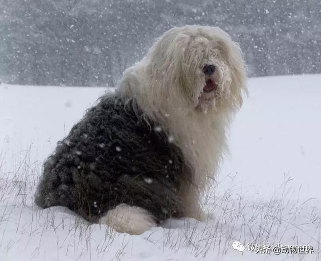 古代牧羊犬