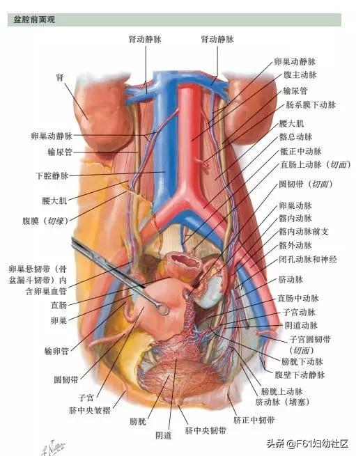 美女肚子大解剖（解剖女孩的肚子）