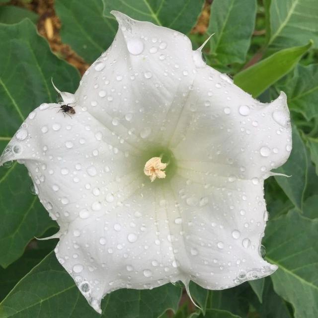 棉花花语 曼陀罗图片