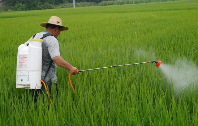 水稻二化螟发生后，必须采取有效防治措施，教您3招防治技术5