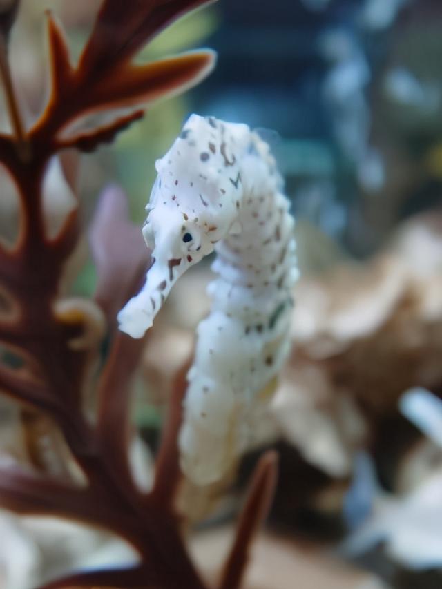 海马属于鱼类吗