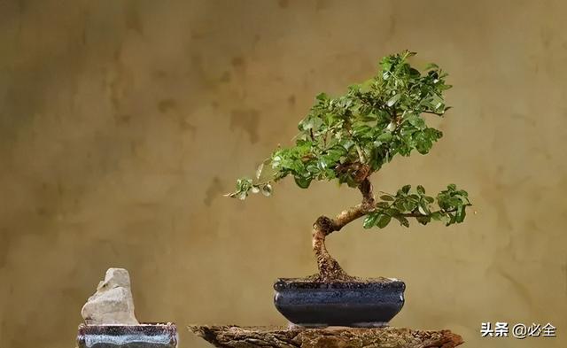 盆景制作