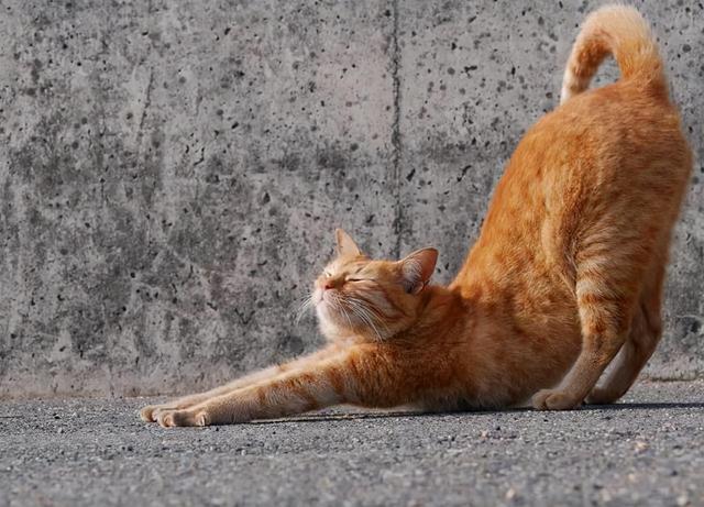 猫咪肚子硬硬的怎么回事猫为啥伸懒腰