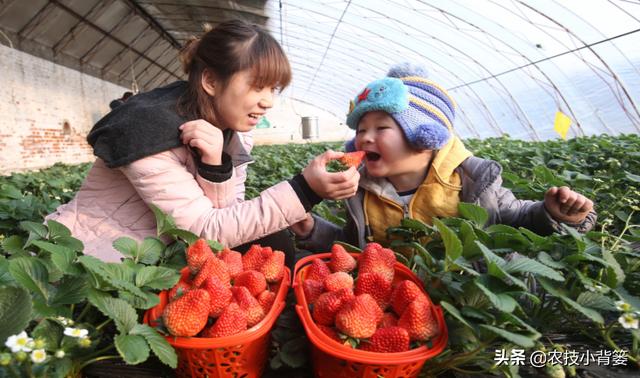 种出的草莓颜色不红、果实不甜怎么办？这6个管理技巧能帮你9