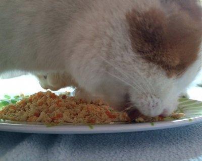 猫饭
