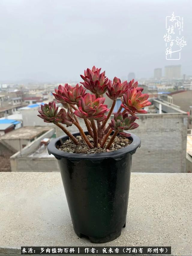 落英缤纷是什么意思