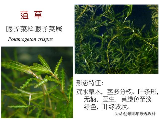 常见水生植物