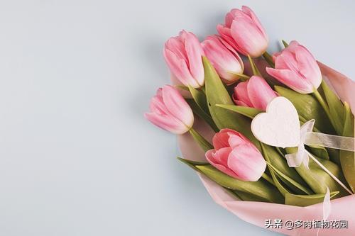 送老师什么花