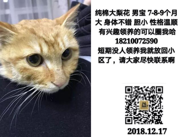 成都宠物猫领养 成都宠物猫领养（免费领养猫咪） 动物