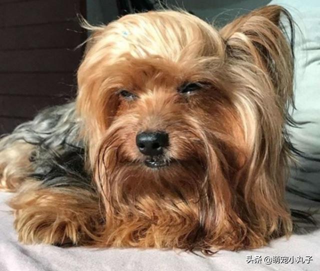 这一天,女人发现家里的狗毛太长了.