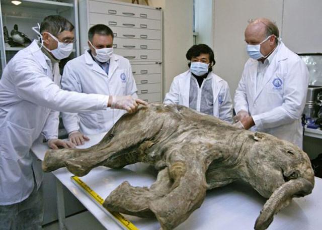 中国科学家6年前发现唯一的恐龙肉身残骸，恐龙复活不再是幻想？