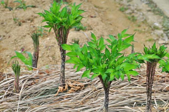 十个高收益种植项目，想赚钱的别错过，建议收藏2