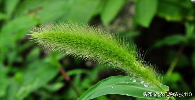 芝麻田怎么除草？怎么进行病虫防治呢？（干货）3