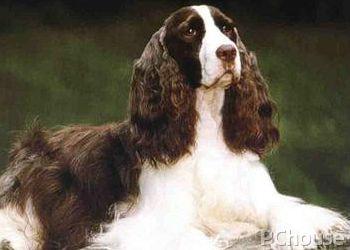 英国激飞猎犬 英国激飞猎犬