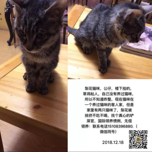 成都宠物猫领养 成都宠物猫领养（免费领养猫咪） 动物