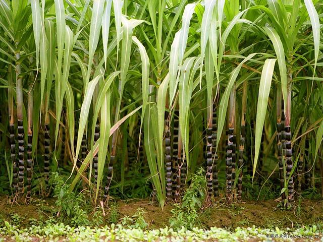 甘蔗种植技术