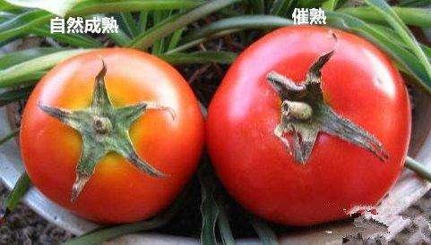 西红柿从小就吃为什么还会鸡皮肤