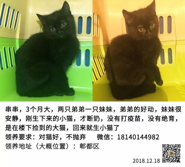 成都宠物猫领养 成都宠物猫领养（免费领养猫咪） 动物