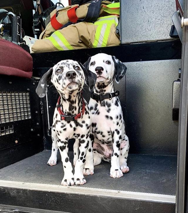 白金汉宫边境牧羊犬