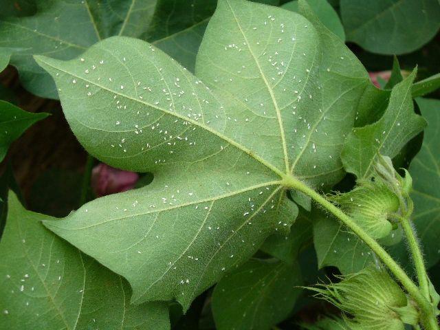 吡虫啉的五个最佳使用搭配，能防治10多种害虫，效果还能翻倍3