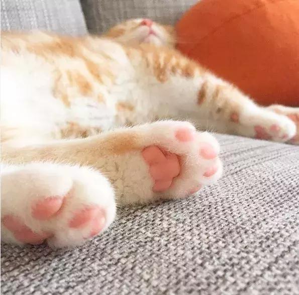 猫爪热