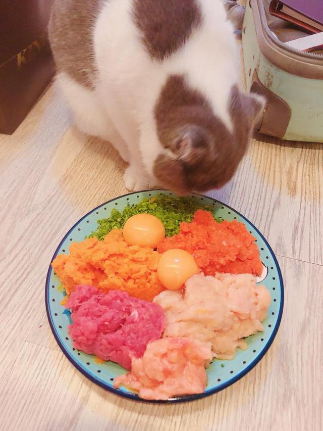 猫饭 猫饭（猫饭加油） 动物