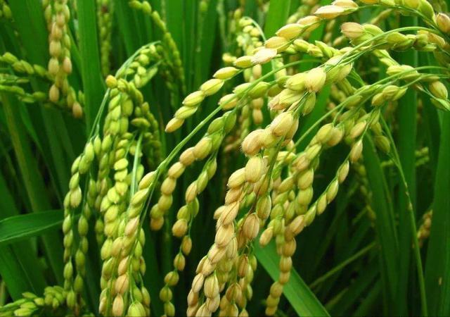 水稻后期管理需要加把劲，4项关键措施要做到位，才能确保高产7