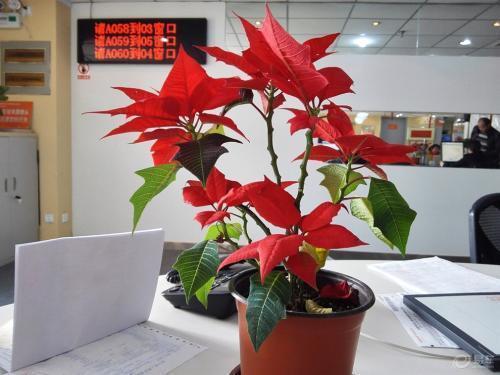 圣诞花 圣诞花（圣诞花尺寸） 生活
