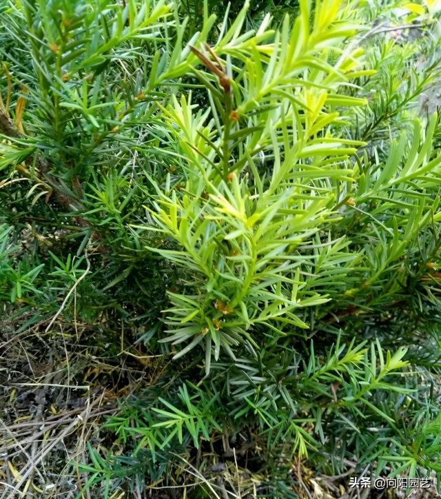 红豆杉果子 红豆杉果子（红豆杉果子泡酒功效） 生活
