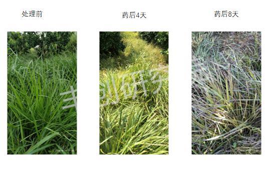 「果园实验」草铵膦和草甘膦哪个效果好？浓度不同，效果差多少？8