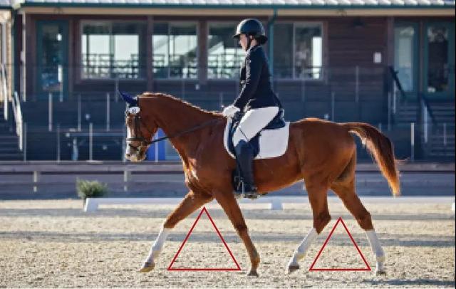 馬術騎乘 騎手肩部位置會怎樣影響手的位置 中國熱點