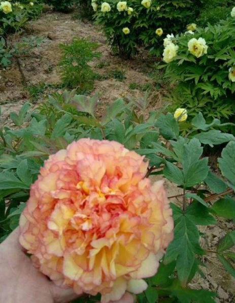 早春的芍药 早春的芍药（早春的清晨课件） 生活