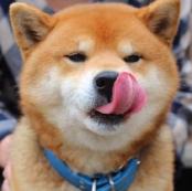 狗狗一直舔东西是什么情况（狗狗经常舔这几样东西）(2)