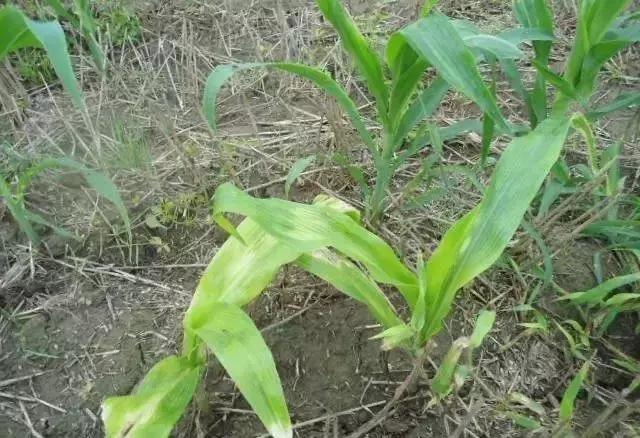 前旱后雨，玉米苗后除草剂出现药害怎么办？2