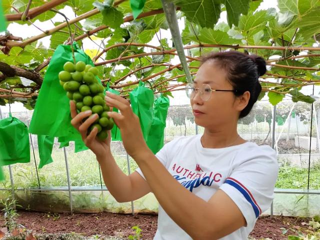 家乡“穷得让人心酸落泪”，洛阳姐妹俩返乡种葡萄分红给乡亲3