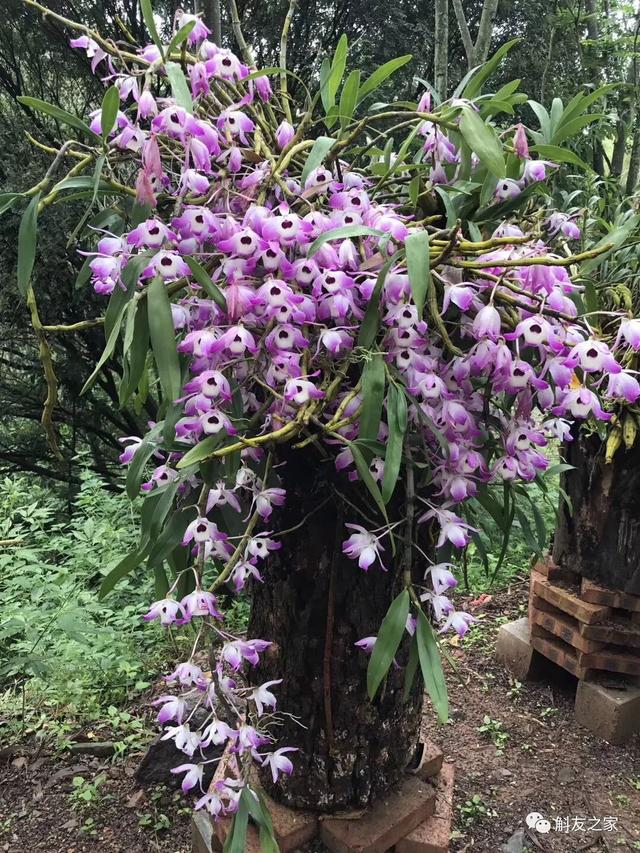 多肉植物种植