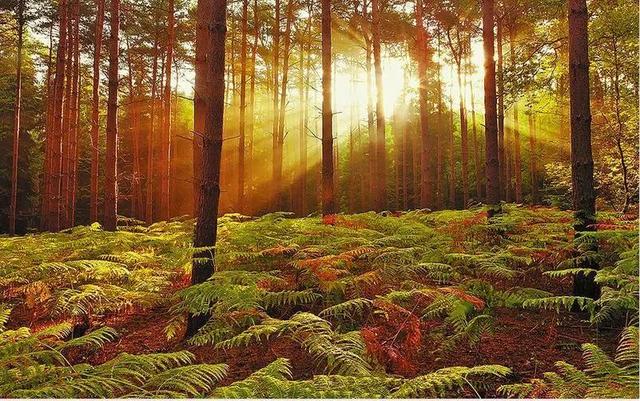 食疗的发展历史（一）