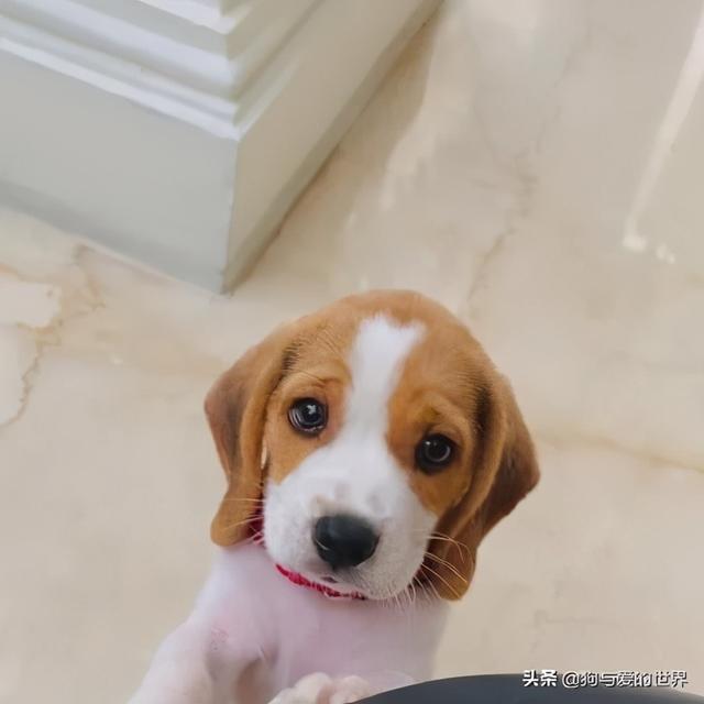 比格犬