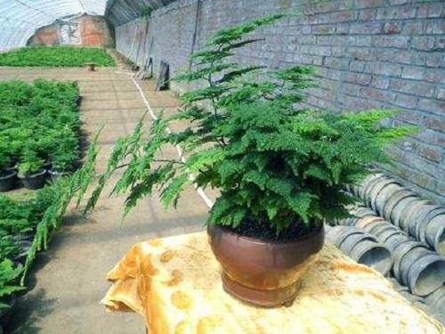 文竹开花寓意什么兆头 文竹开花寓意什么兆头（文竹开花寓意什么兆头文竹突然开花了是好是坏） 生活