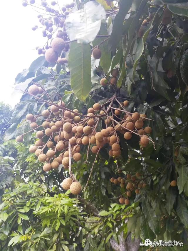 龙眼产地