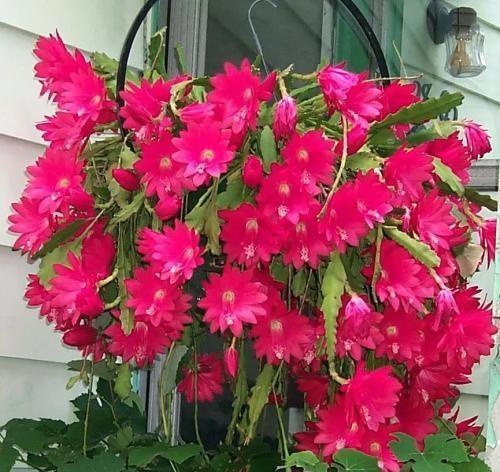 昙花的养殖方法 昙花的养殖方法（昙花的养殖方法和注意事项昙花怎么养殖） 生活