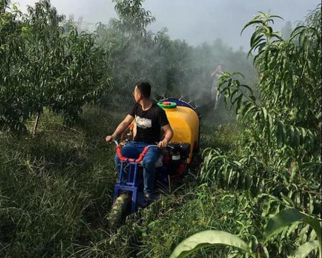 雨前还是雨后哪个时段打药效果更好？你确定吗？1