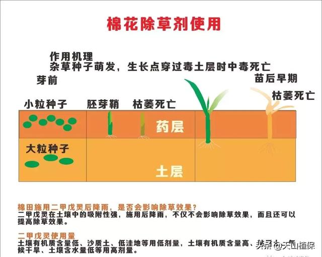 新疆棉田二甲戊灵正确使用方法，使用注意事项