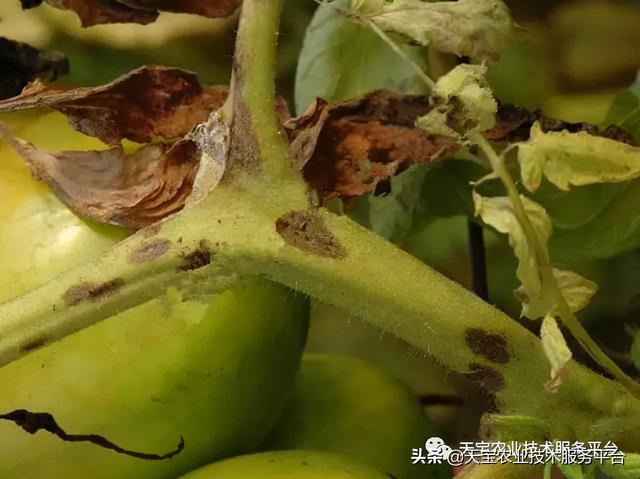 西红柿茎干发黑怎么办？11