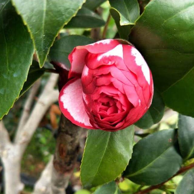山茶花几月开