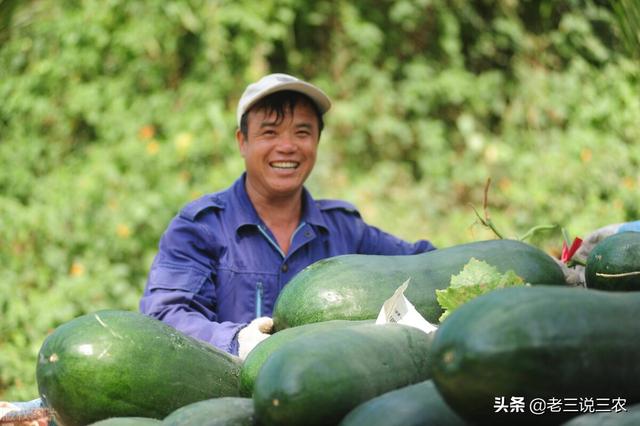 一个办法，解决白菜，番茄，小麦，花生**害虫危害问题，效果好7