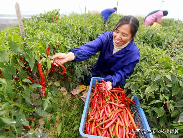 各类作物都能用，单用能增产、复配能增效，这种生长调节剂不简单5