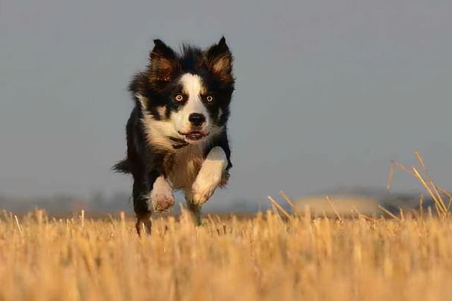 边境牧羊犬好养么