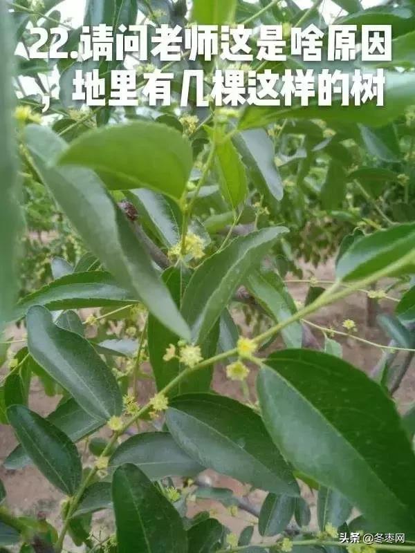 冬枣正是膨大期能给枣树冲硼肥和磷酸二氢钾吗？（343期）2