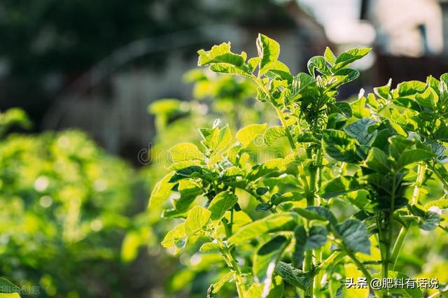 植物生长调节剂——“缩节胺”是什么？有什么作用？4